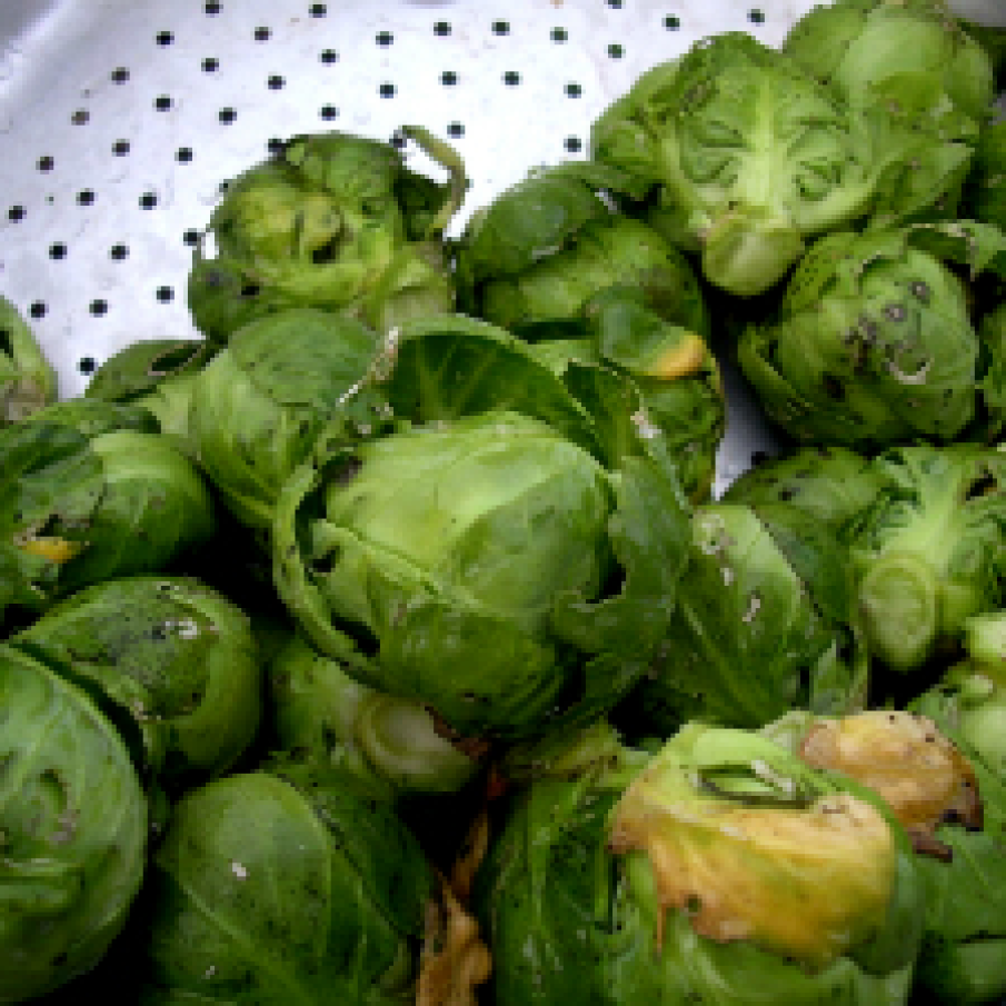 Varza de Bruxelles
